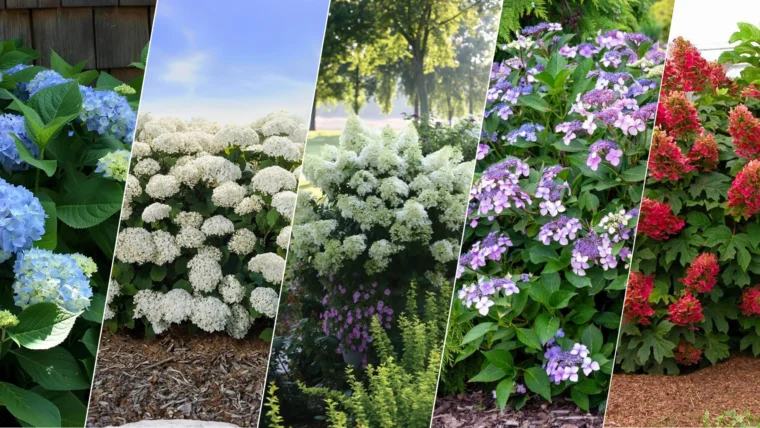 Best Hydrangeas for Full Sun