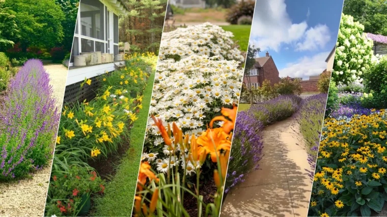 Best Perennial Plants To Use For Borders